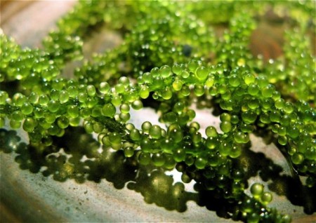 Công dụng làm đẹp da của tảo spirulina bạn chưa biết sẽ rất tiếc
