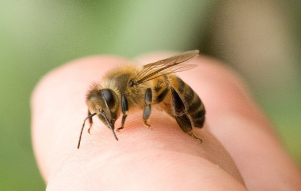Nọc ong